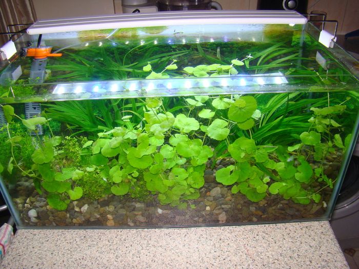 Aquarium plants