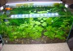 Aquarium plants