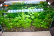 Aquarium plants