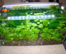 Aquarium plants