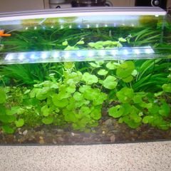 Aquarium plants