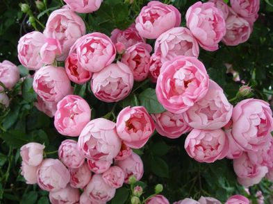 Raubritter Climbing Rose For Sale in Rathmore, Kerry from ePlants Ireland