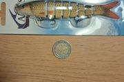 Large Segmented Minnows