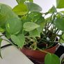 Home plant Image 5