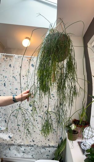 Mistletoe Cactus