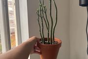 Pencil cactus is on sale with terracotta pot