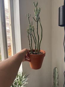 Pencil cactus is on sale