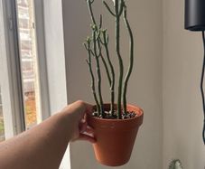 Pencil cactus is on sale