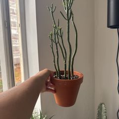 Pencil cactus is on sale