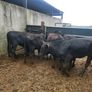 6 Aberdeen Angus heifers Image 3