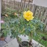 Rose plant Image 3