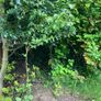 Small trees: Sycamore, Maple and Hawthorn Image 2
