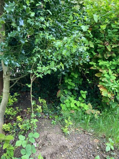Small trees: Sycamore, Maple and Hawthorn