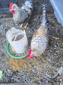roosters