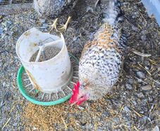 roosters