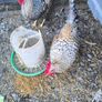 rooster Image 2