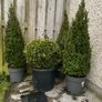 Buxus Plants Image 3