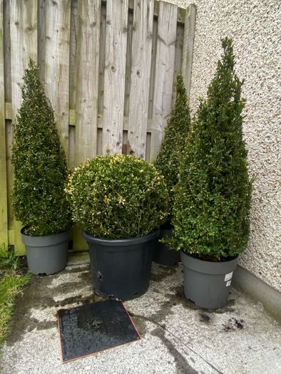 Buxus Plants