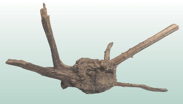 Red Moor Wood/Azalea Wood