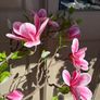 New 135cm high faux magnolia tree with 100cm span and faux moss Image 2