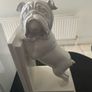 Pair of 9 inch tall English Bulldog bookends Image 4