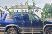 4 apple trees