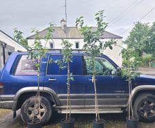 4 apple trees