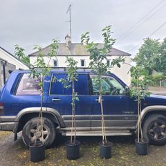 4 apple trees