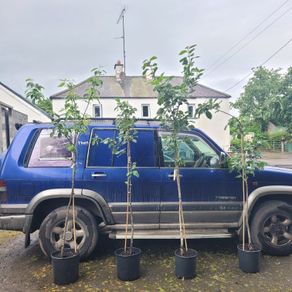 4 apple trees