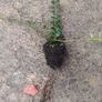 30 Cotoneaster Horizontalis Plants Image 2