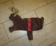 Med / large dog Christmas coat, reindeer