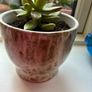 Plant Image 2