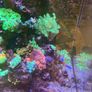 Reef Corals Image 6