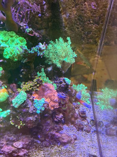 Reef Corals