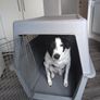 Dog kennel air plane carrier travel crate Image 3