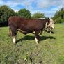 Hereford Bulls Image 4