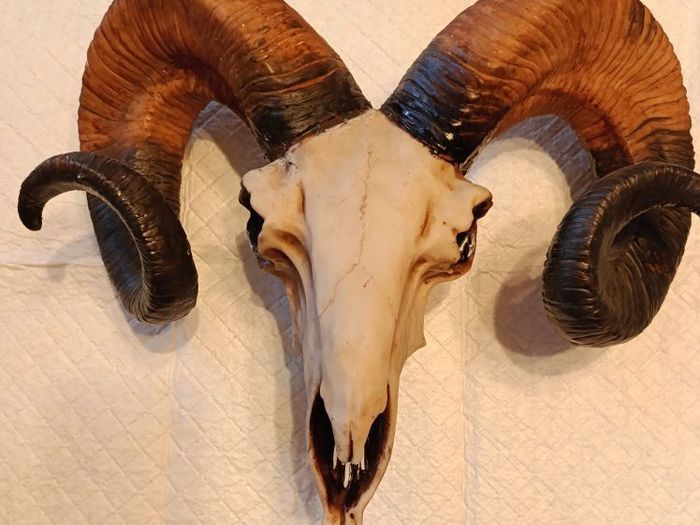 Ram skull head wall decoration