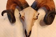 Ram skull head wall decoration