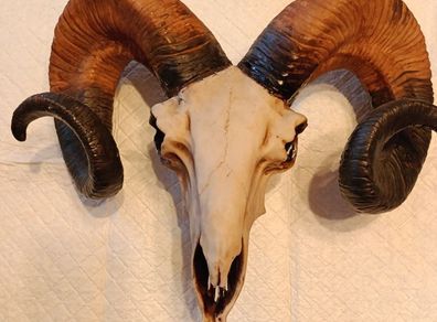 Ram skull head wall decoration