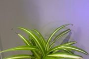 Spider Plant