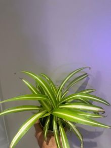 Spider Plant