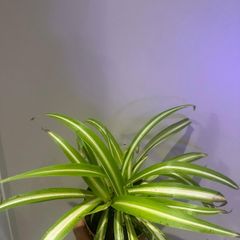 Spider Plant