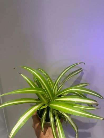Spider Plant