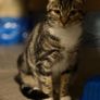 Female cat Image 3