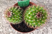 Mammillaria Cactus