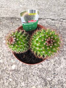 Mammillaria Cactus