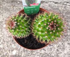 Mammillaria Cactus