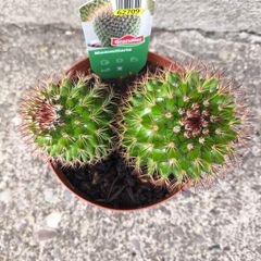 Mammillaria Cactus