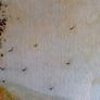 Large Framed Signed Carberry Watercolour Landscape 62 x 90 cm Image 6