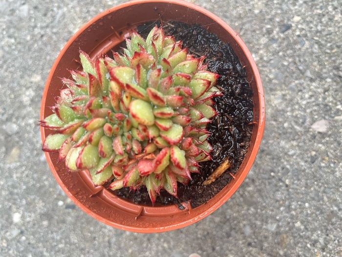plant